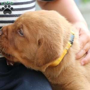 Fiona, Fox Red Labrador Retriever Puppy